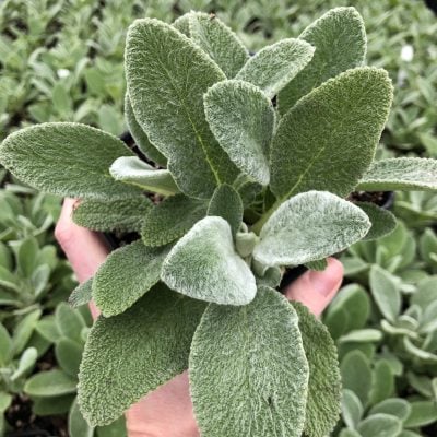 Stachys byzantina 'Fuzzy Wuzzy' - Lamb's Ear (4" Pot)