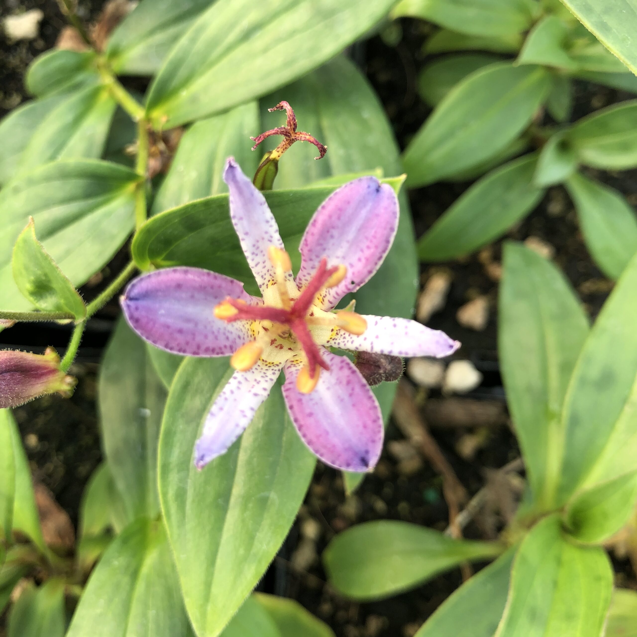 Tricyrtis hirta 'Taiwan Adbane' - Toad Lily (4.5