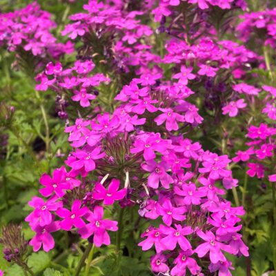 Verbena canadensis 'Perfecta' - Spike Speedwell (4" Pot)