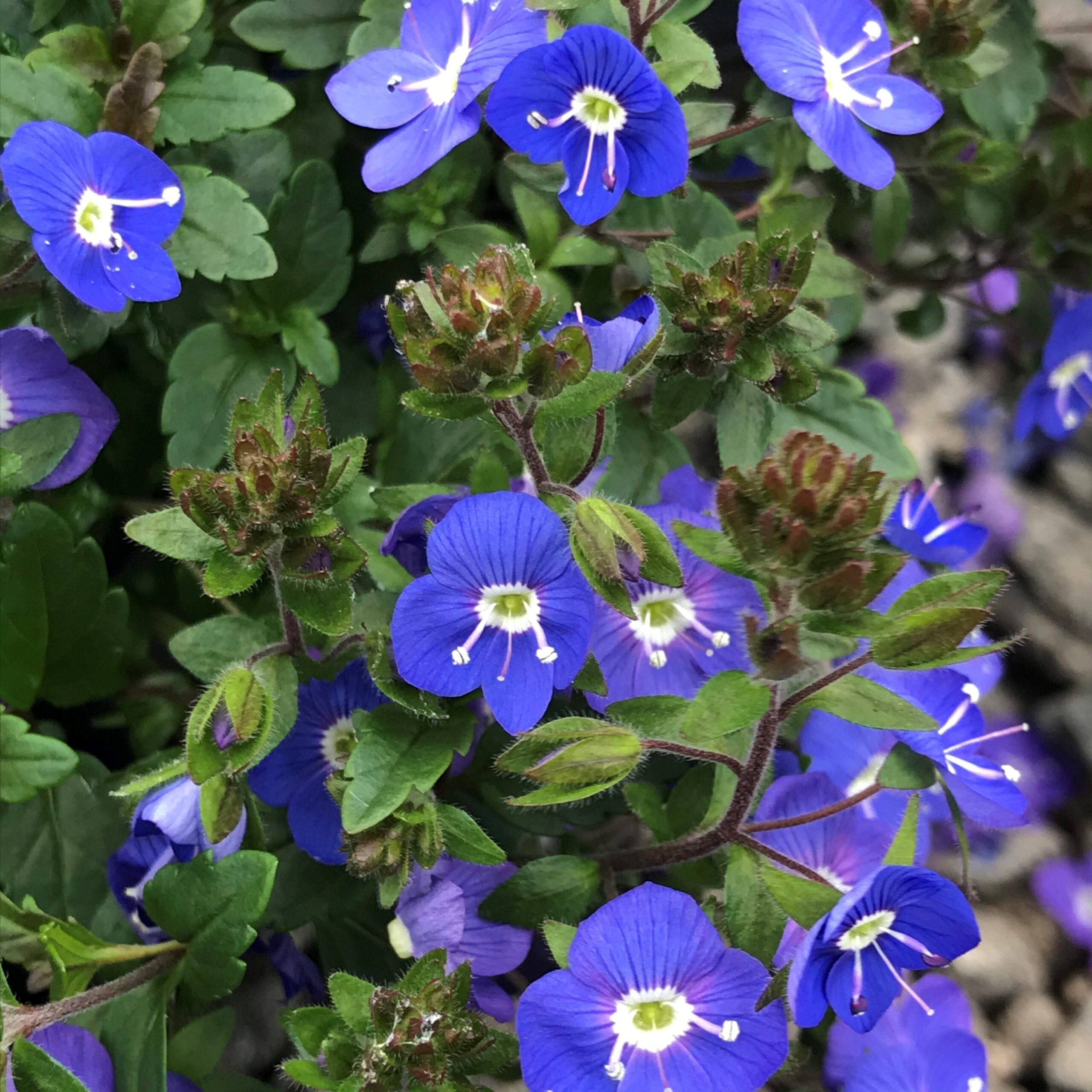 Veronica peduncularis 'Georgia Blue' - Speedwell (3.5" Pot) - Image 4