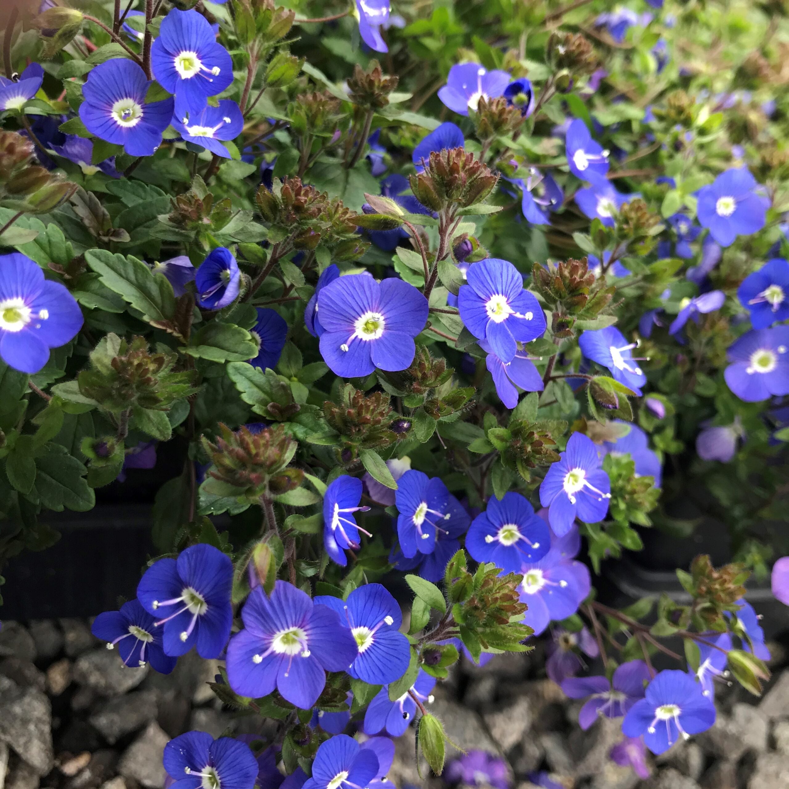 Veronica peduncularis 'Georgia Blue' - Speedwell (3.5" Pot) - Image 2