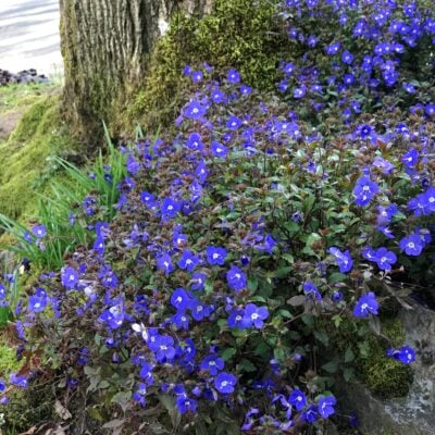 Veronica peduncularis 'Georgia Blue' - Speedwell (3.5" Pot)