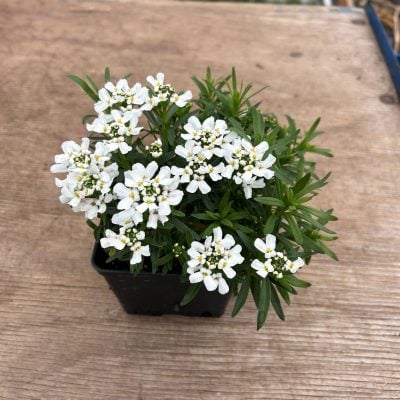 Iberis sempervirens 'Snowflake' - Candytuft (4" Pot)
