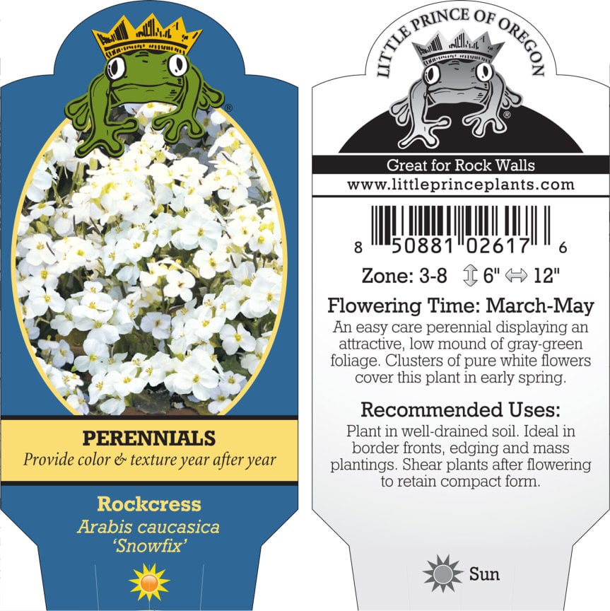 Arabis caucasica 'Snowfix' - Rockcress (4