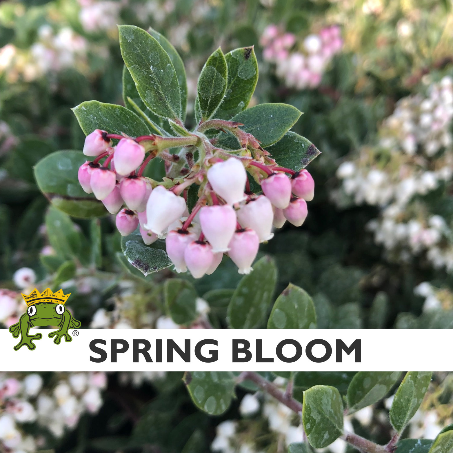 Arctostaphylos edmundsii 'Big Sur' - Manzanita (4.5" Pot) - Image 2