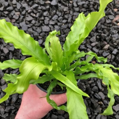 Asplenium antiquum 'Victoria' - Japanese Bird's Nest Fern (4.5" Pot)