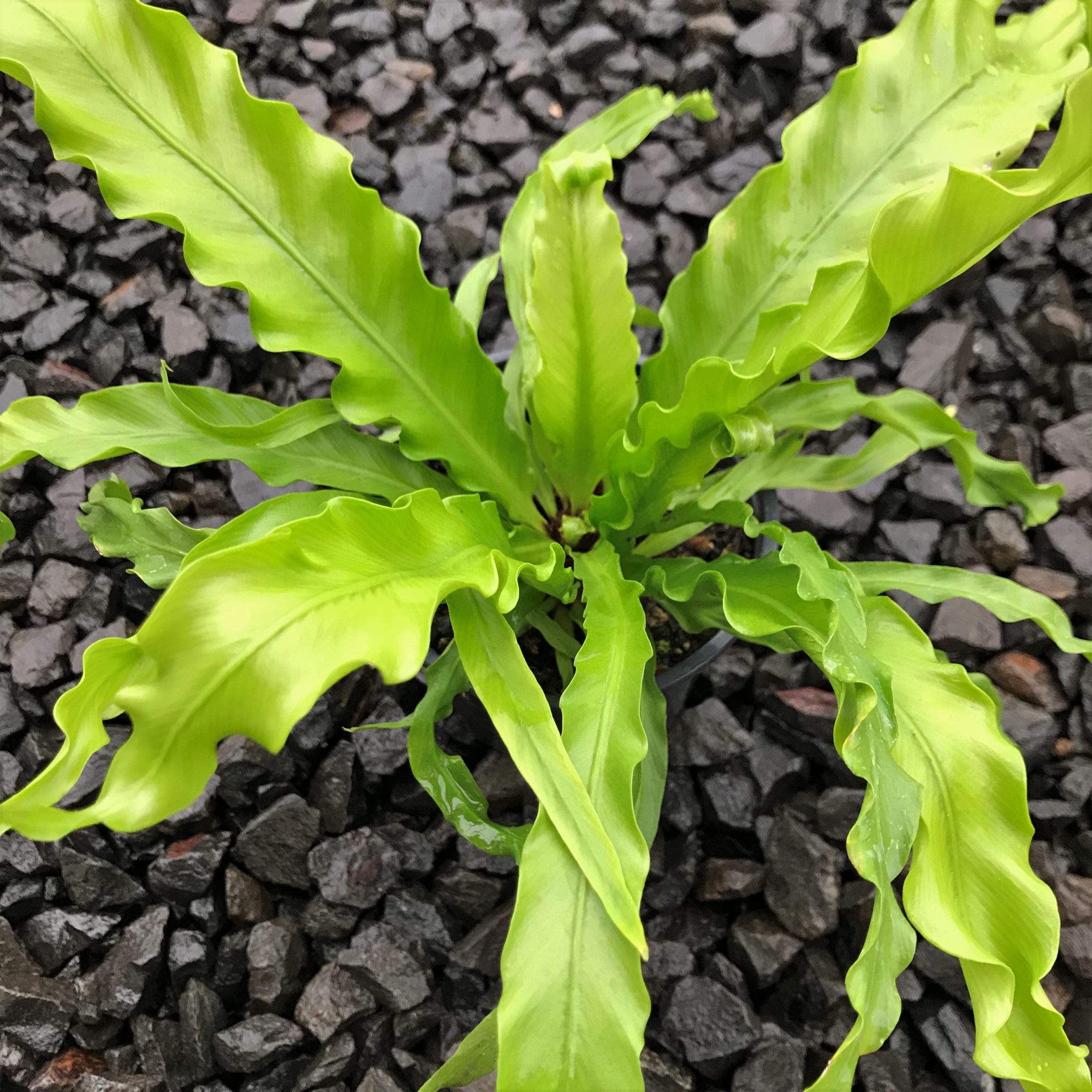 Asplenium antiquum 'Victoria' - Japanese Bird's Nest Fern (4.5" Pot) - Image 2