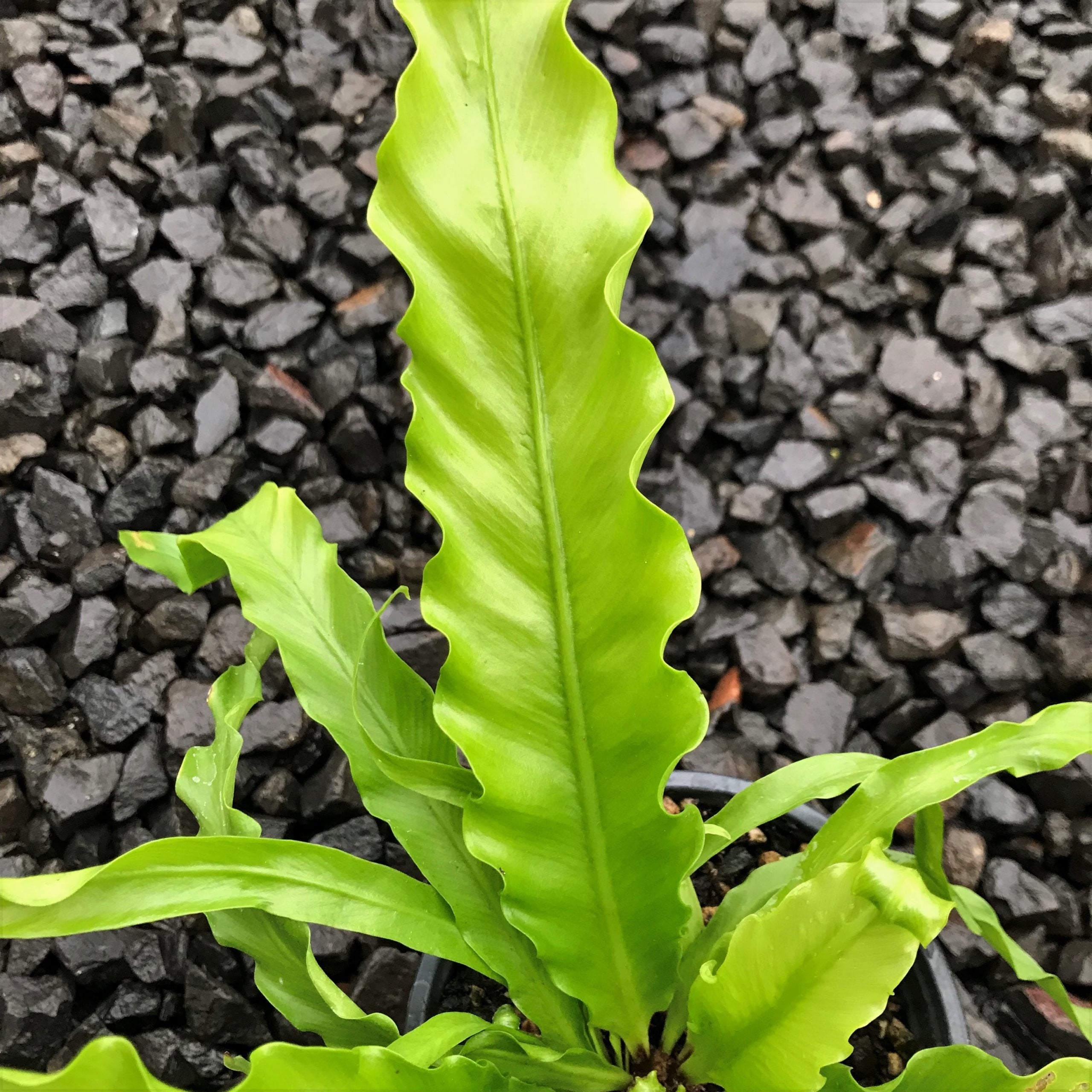 Asplenium antiquum 'Victoria' - Japanese Bird's Nest Fern (4.5" Pot) - Image 3