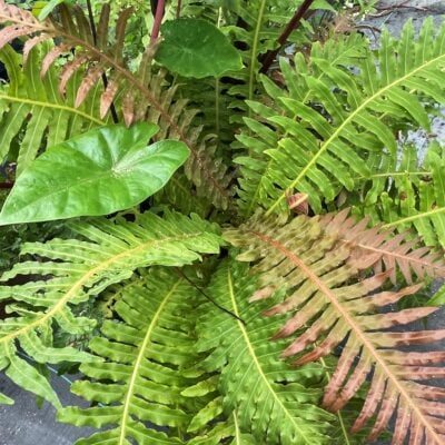 Blechnum brasiliense - Brazilian Tree Fern (4.5" Pot)