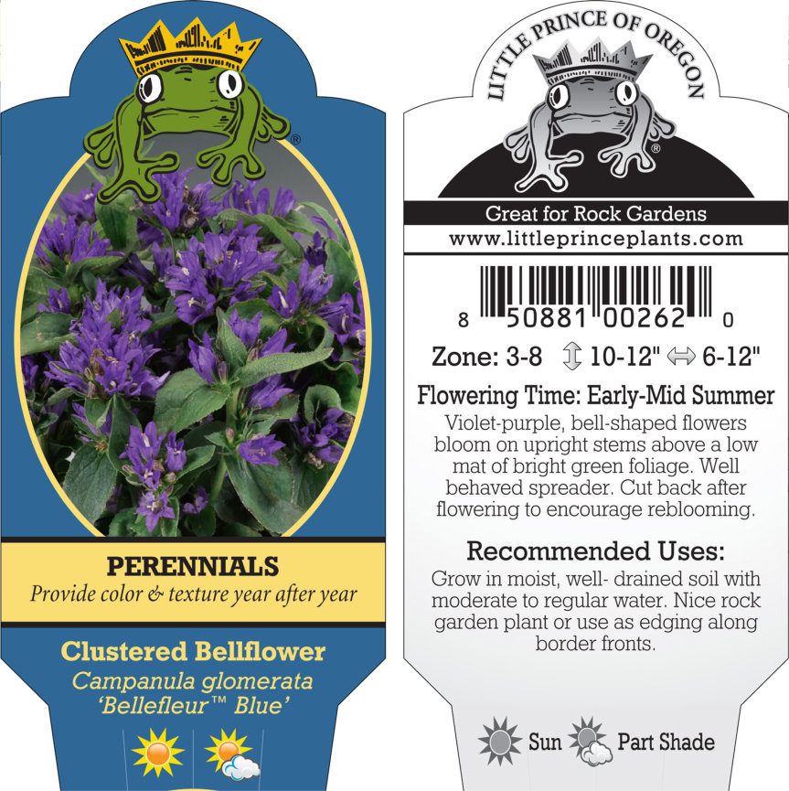 Campanula glomerata 'Bellefleur™ Blue' - Clustered Bellflower (4" Pot) - Image 3