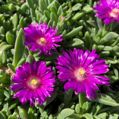 Delosperma ashtonii 'Blut' - Ice Plant (3.5" Pot)