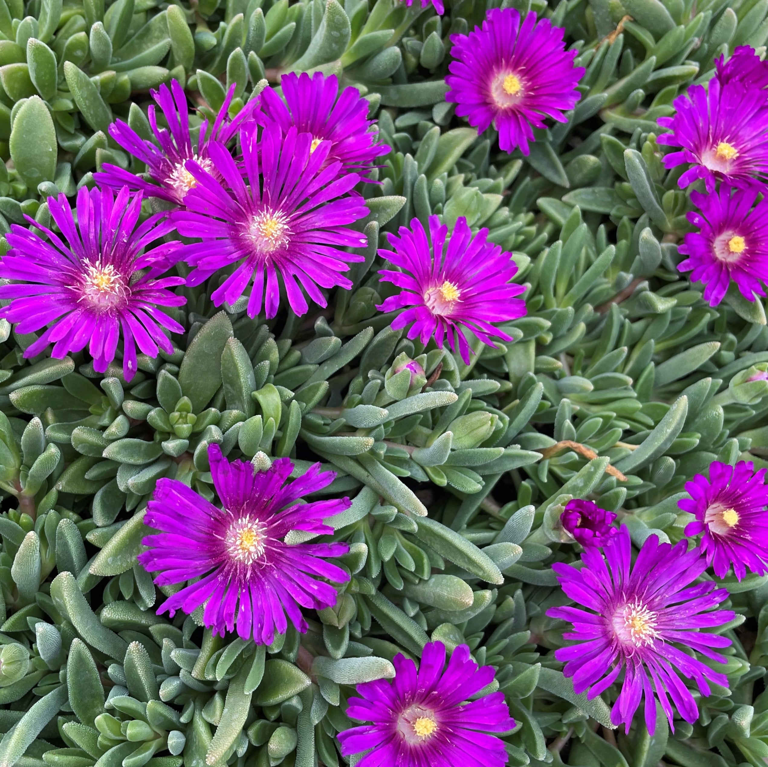 Delosperma ashtonii 'Blut' - Ice Plant (3.5" Pot) - Image 2