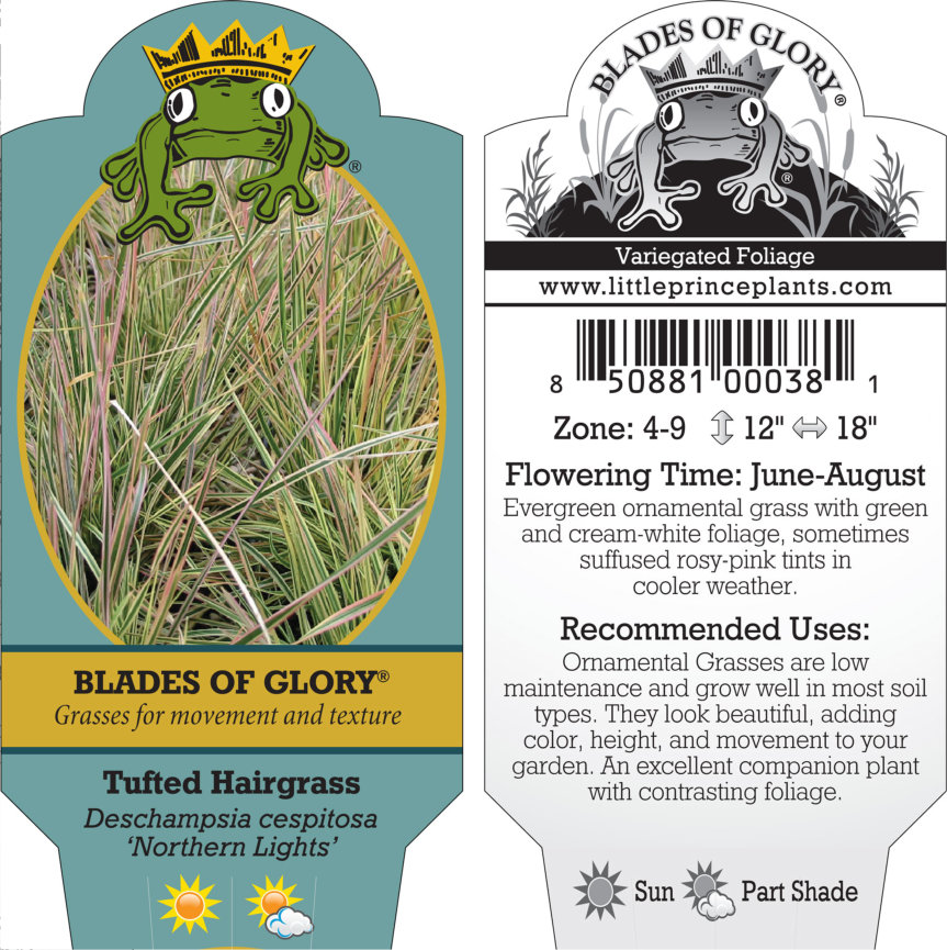 Deschampsia cespitosa 'Northern Lights' - Tufted Hairgrass (3.5" Pot) - Image 6