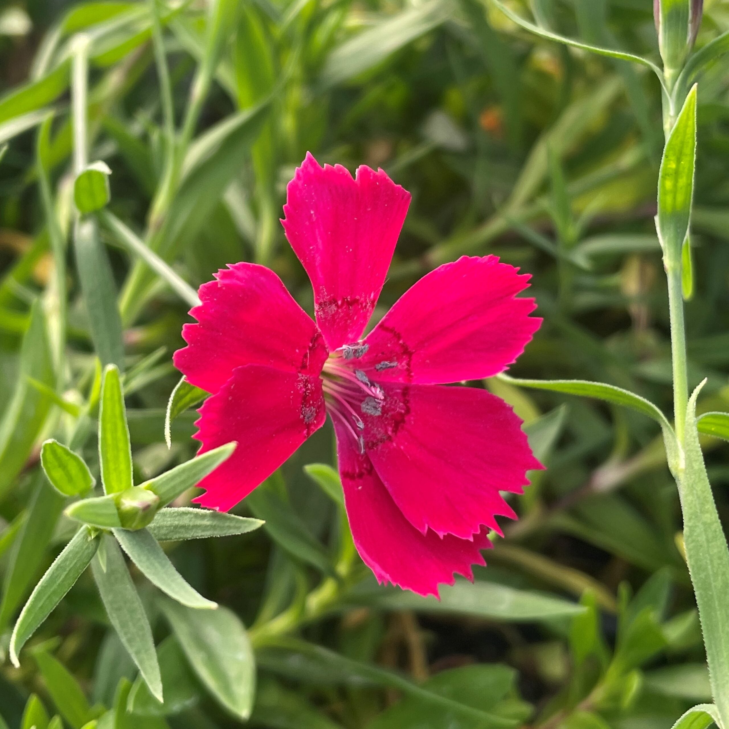 Dianthus deltoides 'Zing Rose' - Maiden Pinks (4