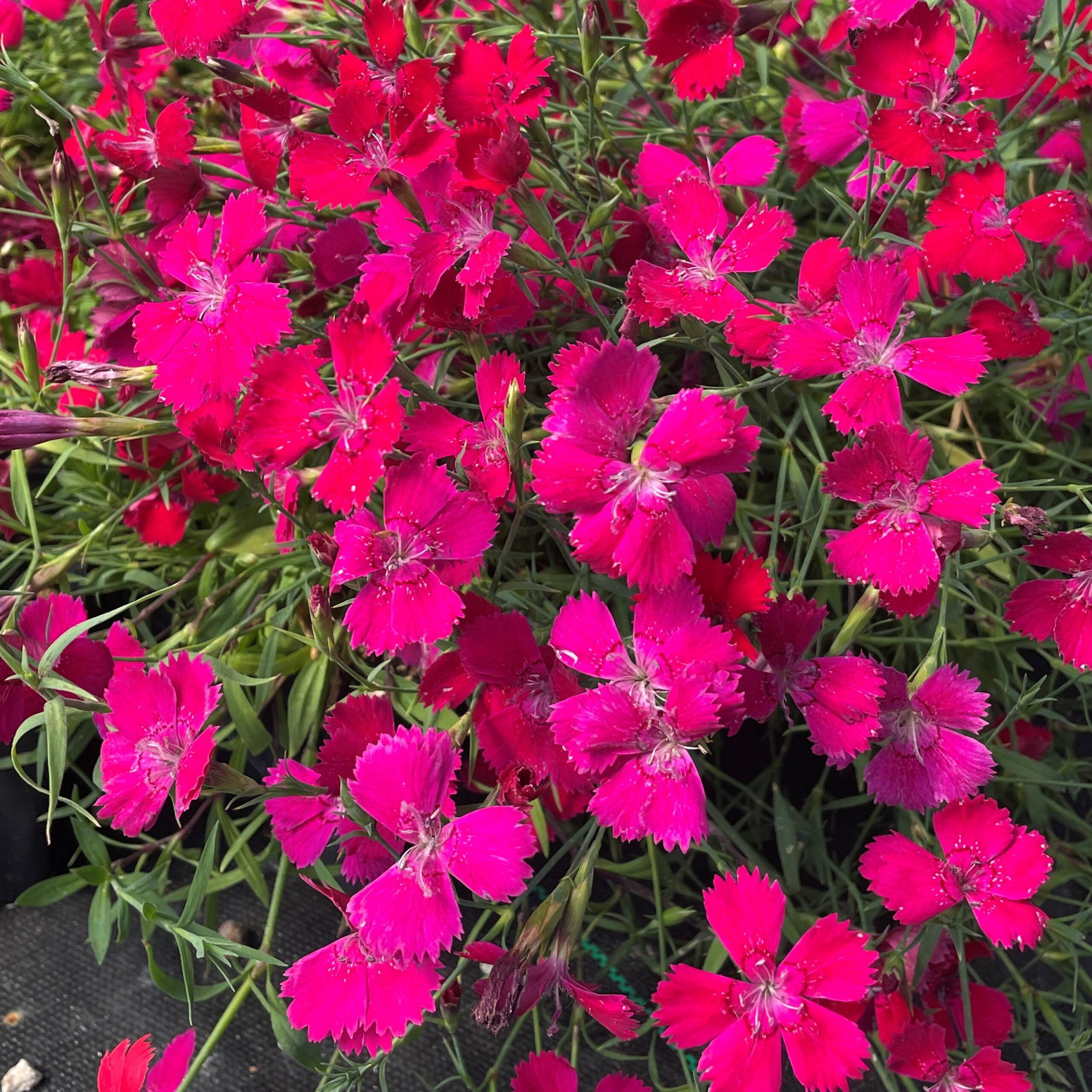Dianthus deltoides 'Zing Rose' - Maiden Pinks (4