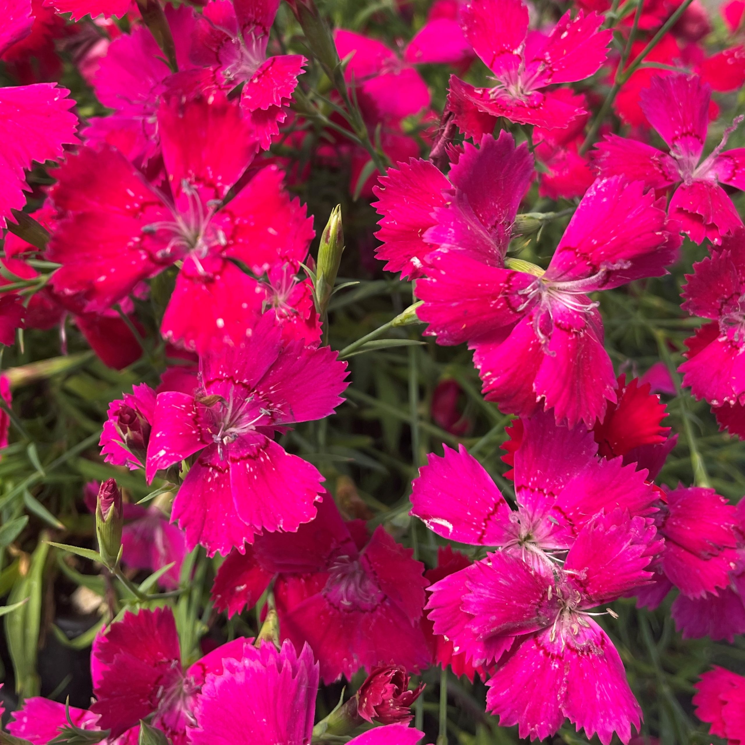 Dianthus deltoides 'Zing Rose' - Maiden Pinks (4" Pot)