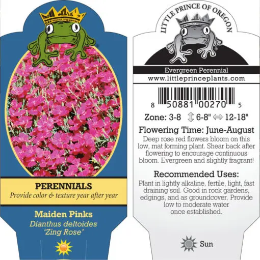 Dianthus deltoides 'Zing Rose' - Maiden Pinks (4