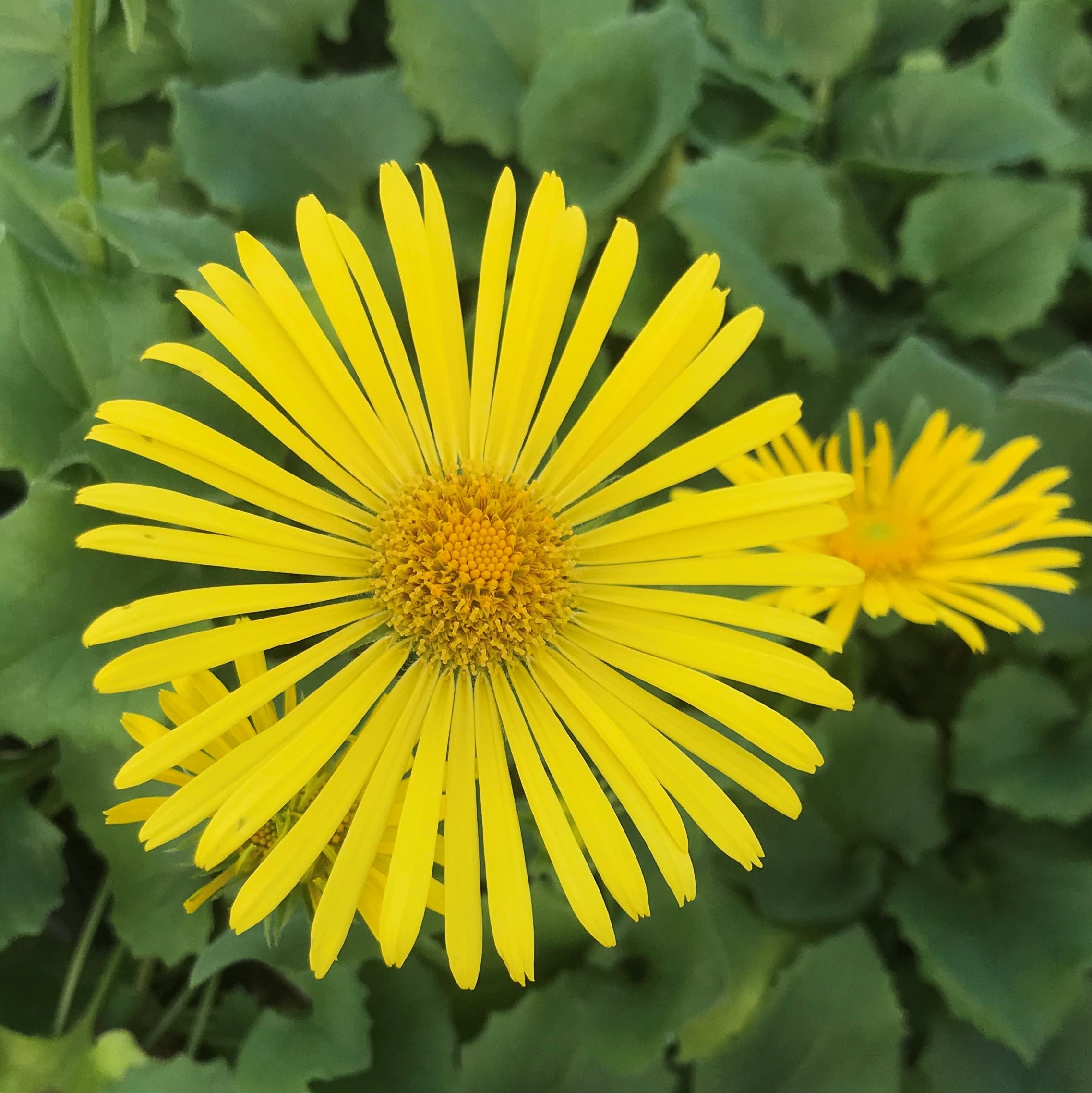 Doronicum orientale 'Little Leo' - Leopard's Bane (4" Pot)