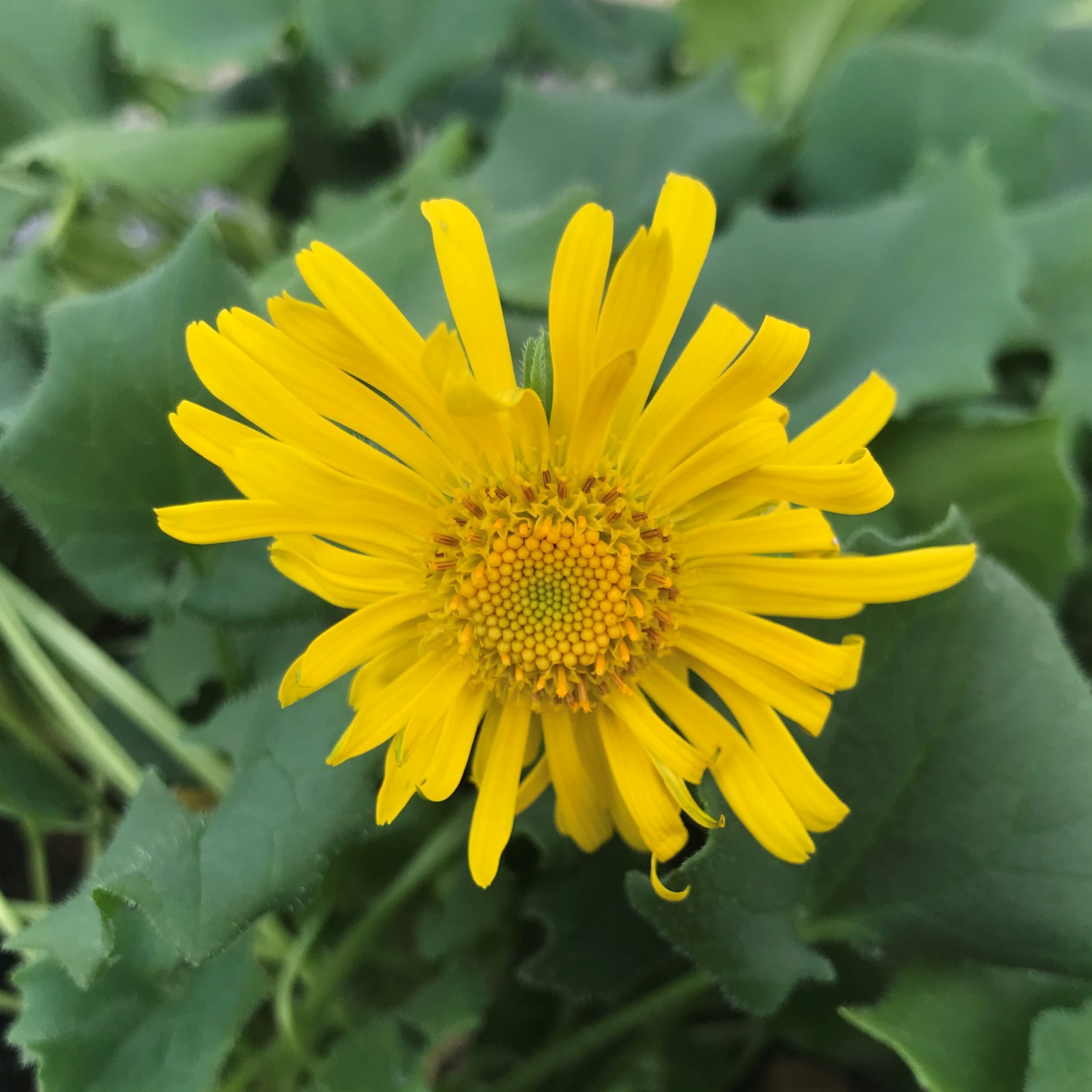 Doronicum orientale 'Little Leo' - Leopard's Bane (4" Pot) - Image 2