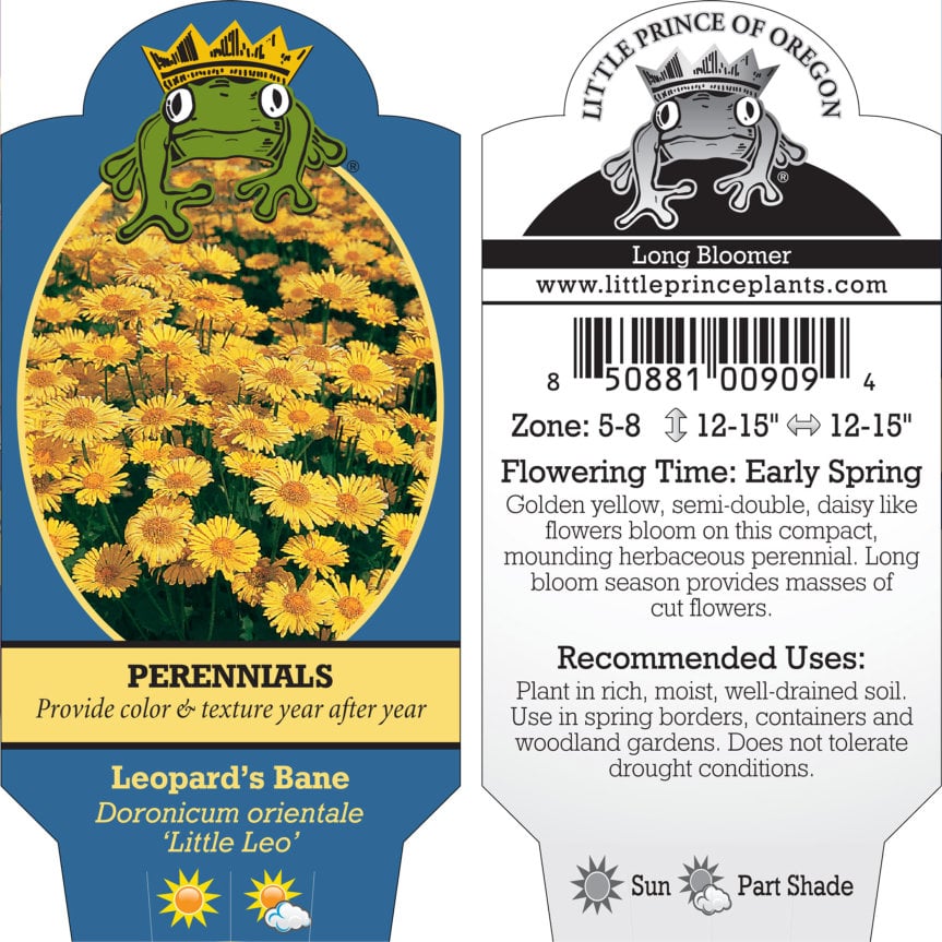 Doronicum orientale 'Little Leo' - Leopard's Bane (4" Pot) - Image 8