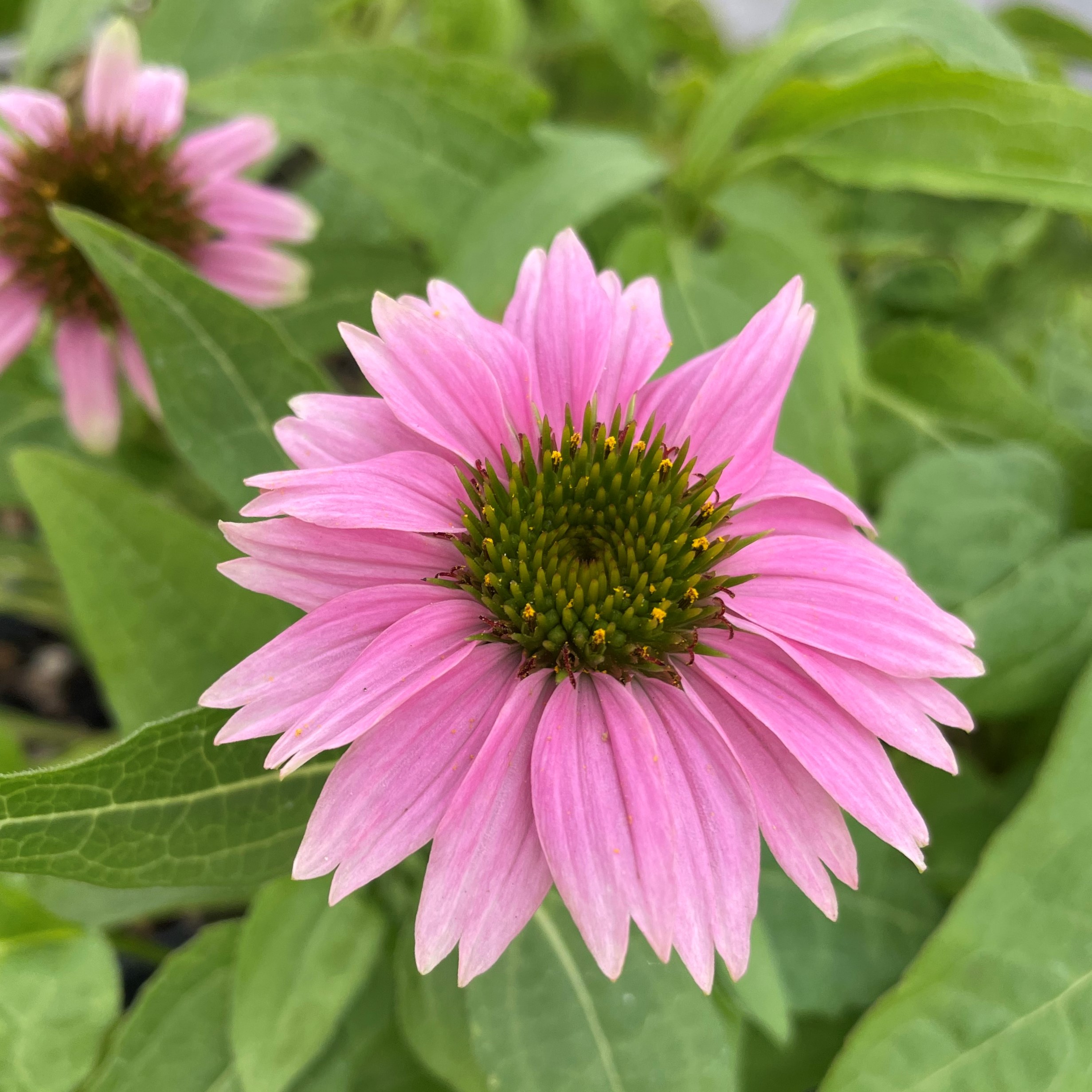 Echinacea purpurea 'PowWow® Wild Berry' - Coneflower (4" Pot) - Image 4