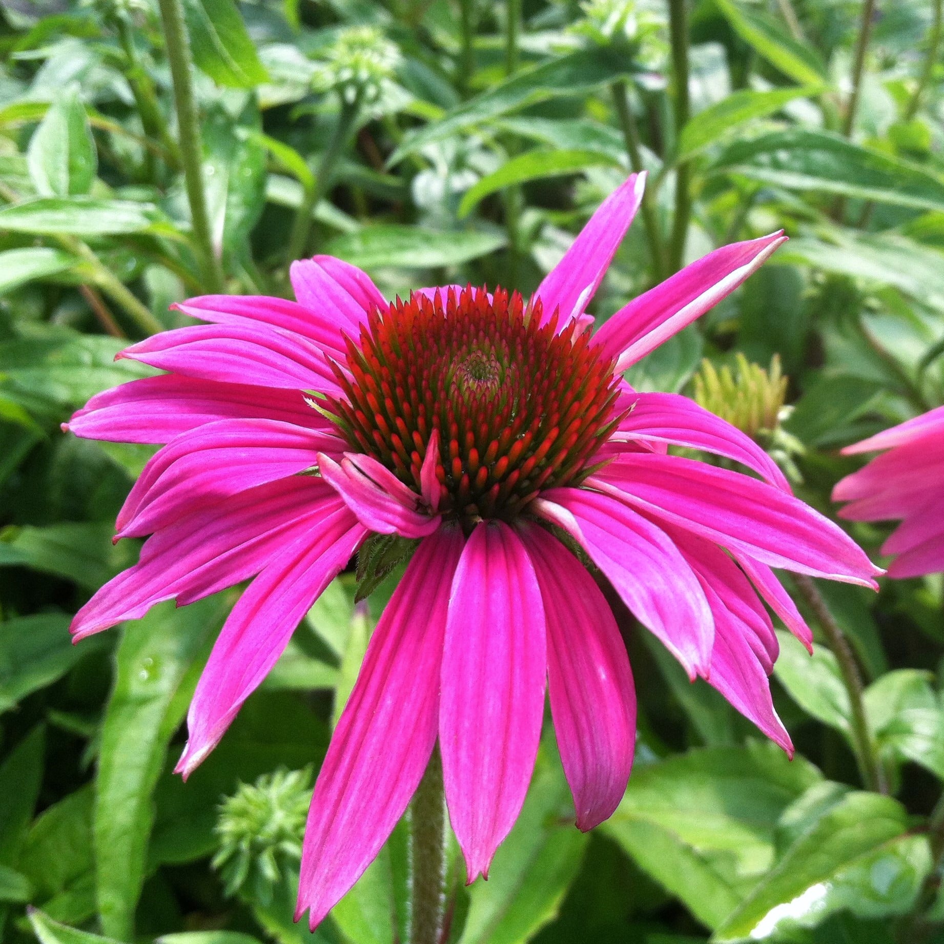 Echinacea purpurea 'PowWow® Wild Berry' - Coneflower (4" Pot) - Image 3