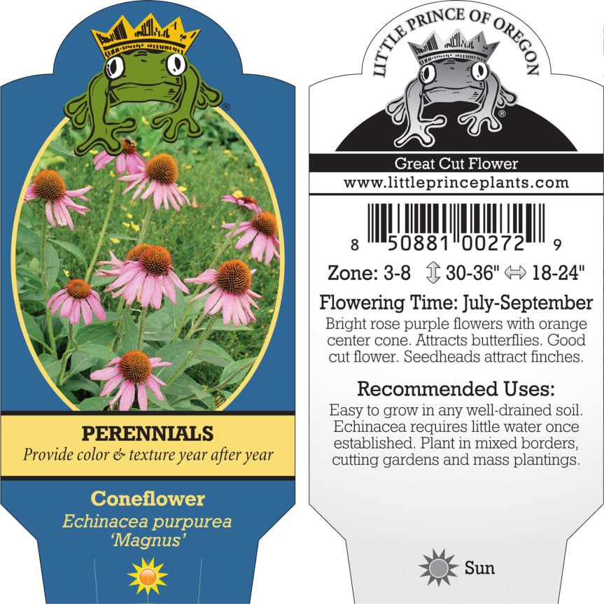 Echinacea purpurea 'Magnus' - Coneflower (4" Pot) - Image 5