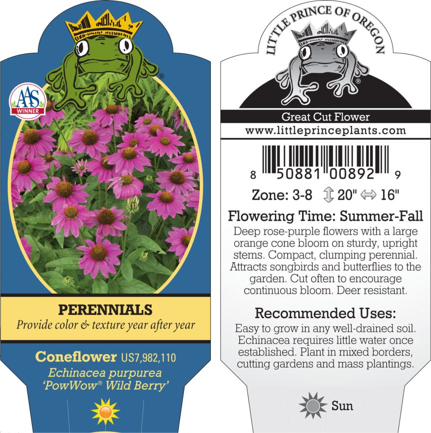 Echinacea purpurea 'PowWow® Wild Berry' - Coneflower (4" Pot) - Image 7