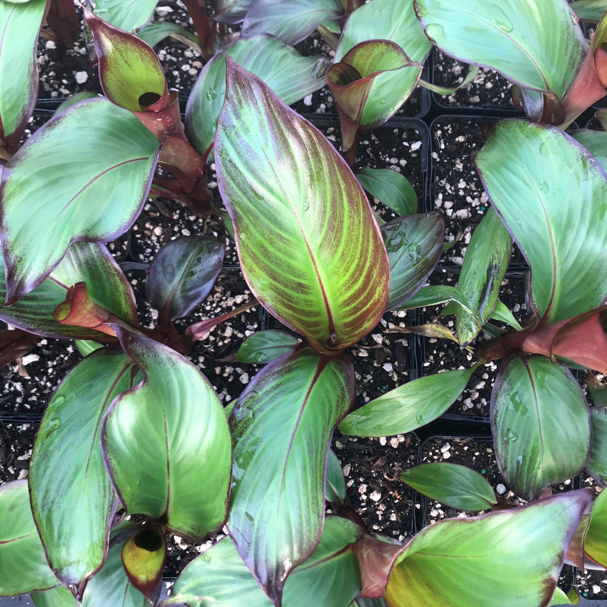 Ensete maurelii - Red Banana (4.5" Pot) - Image 7