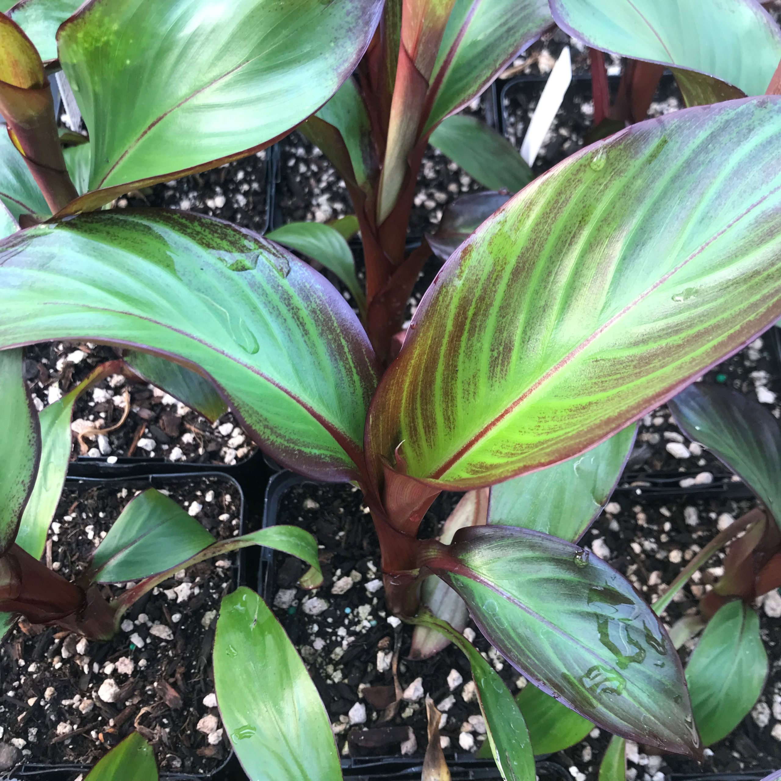 Ensete maurelii - Red Banana (4.5" Pot) - Image 6