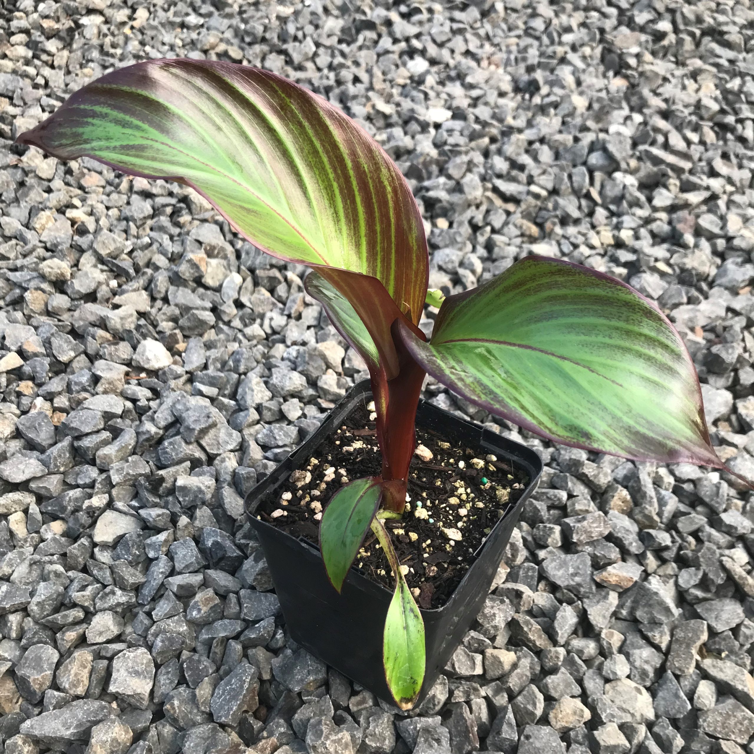 Ensete maurelii - Red Banana (4.5" Pot) - Image 4