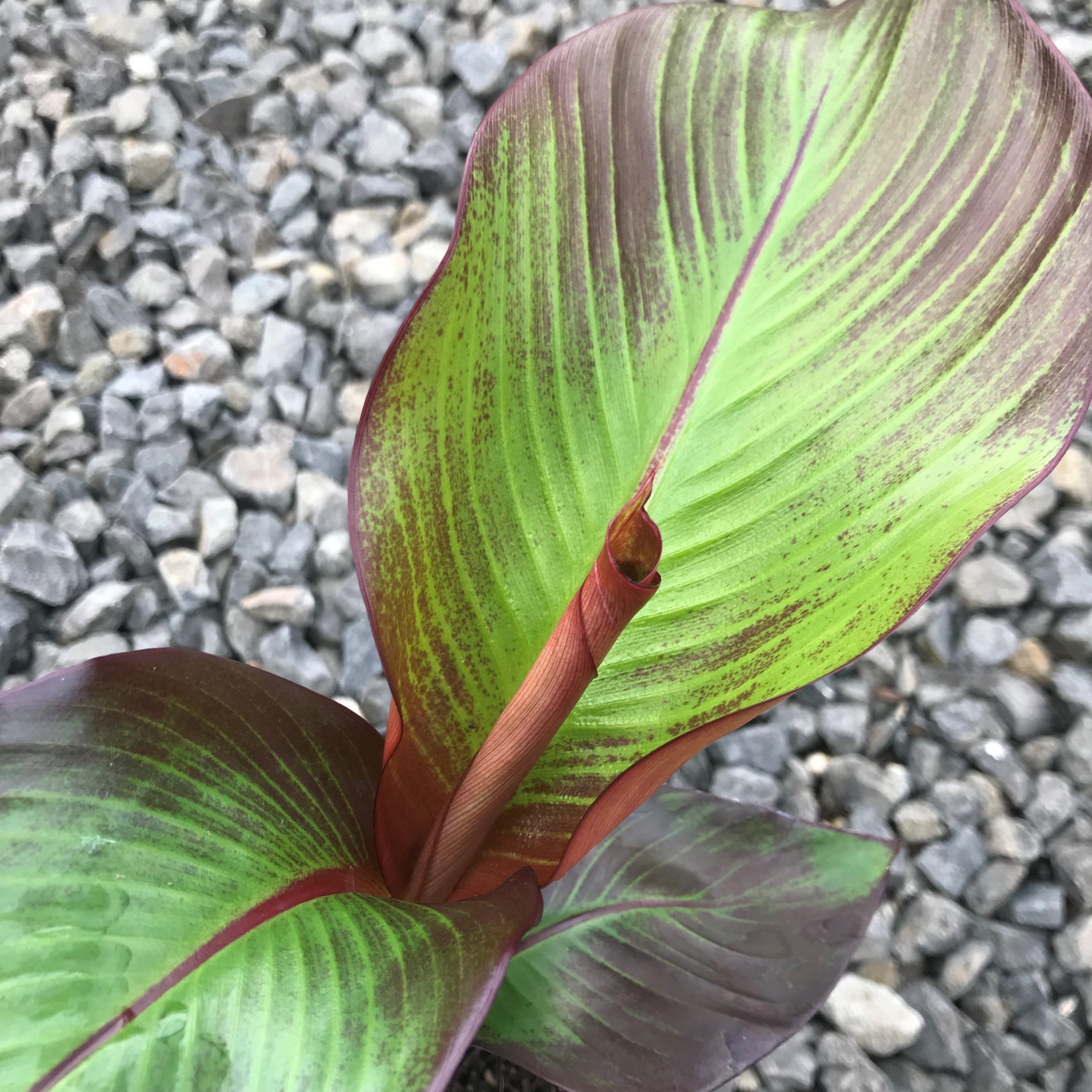 Ensete maurelii - Red Banana (4.5" Pot) - Image 3