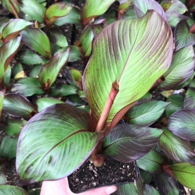 Ensete maurelii - Red Banana (4.5" Pot)
