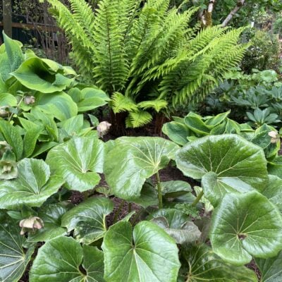 Farfugium japonicum 'Gigantea' - Giant Leopard Plant (4.5" Pot)