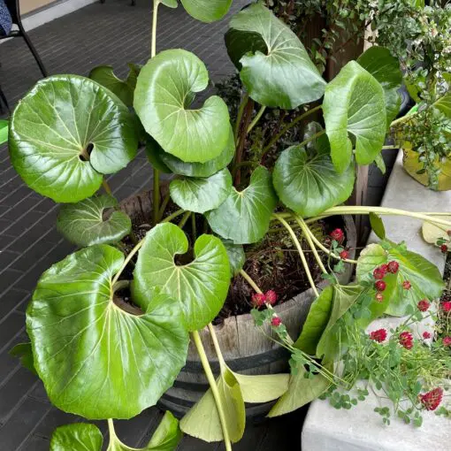 plant rack Corner Plant Stand Indoor, 6 Tiered Plant Shelf Flower Stand