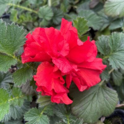 Geum chiloense 'Double Bloody Mary' - Avens (4" Pot)