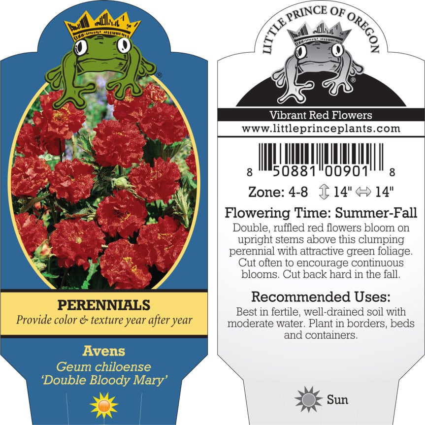 Geum chiloense 'Double Bloody Mary' - Avens (4" Pot) - Image 4