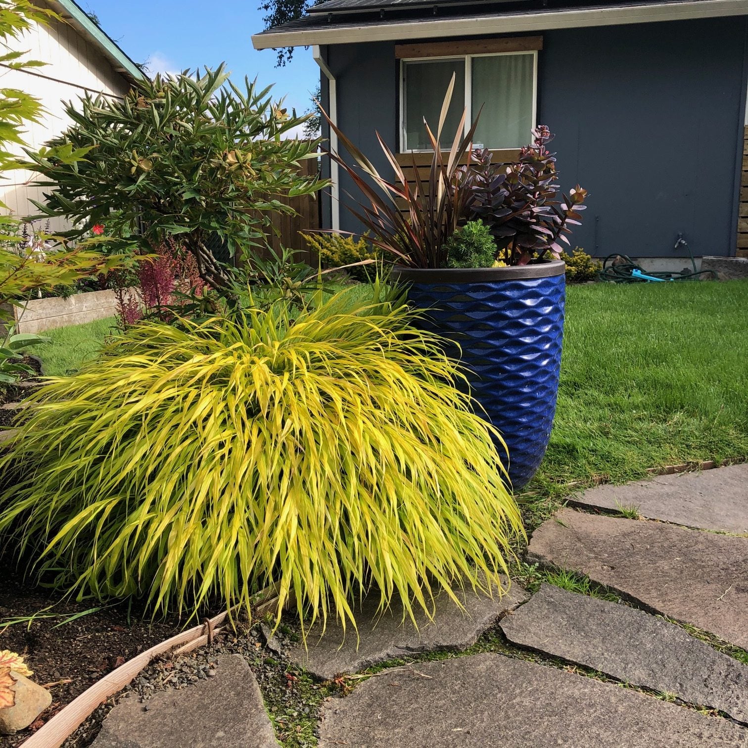 Hakonechloa macra 'All Gold' - Hakone Grass (3.5" Pot) - Image 3