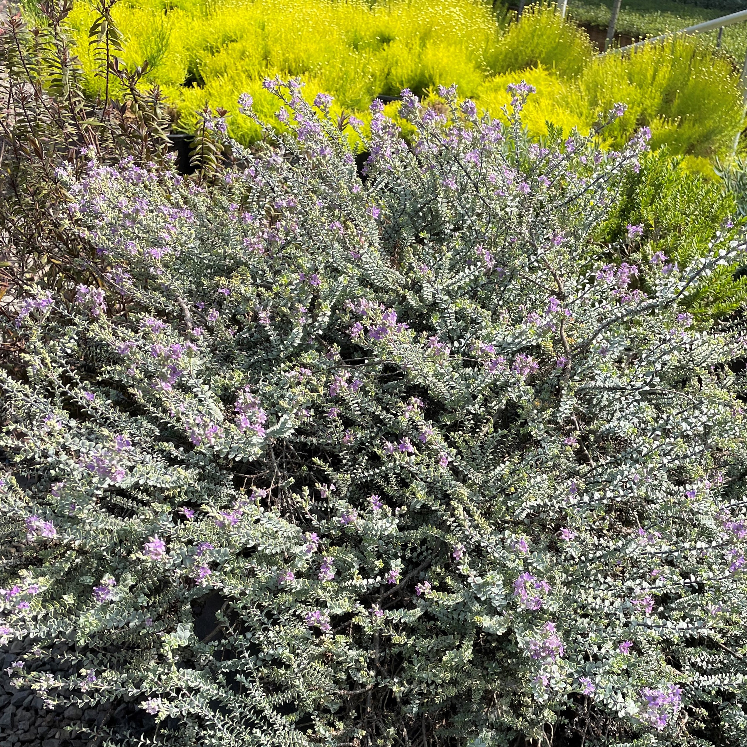 Hebe pimeleoides 'Quicksilver' (4.5" Pot)