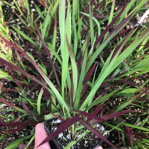 Imperata cylindrica 'Red Baron' - Japanese Blood Grass (3.5" Pot) | Little  Prince of Oregon Nursery