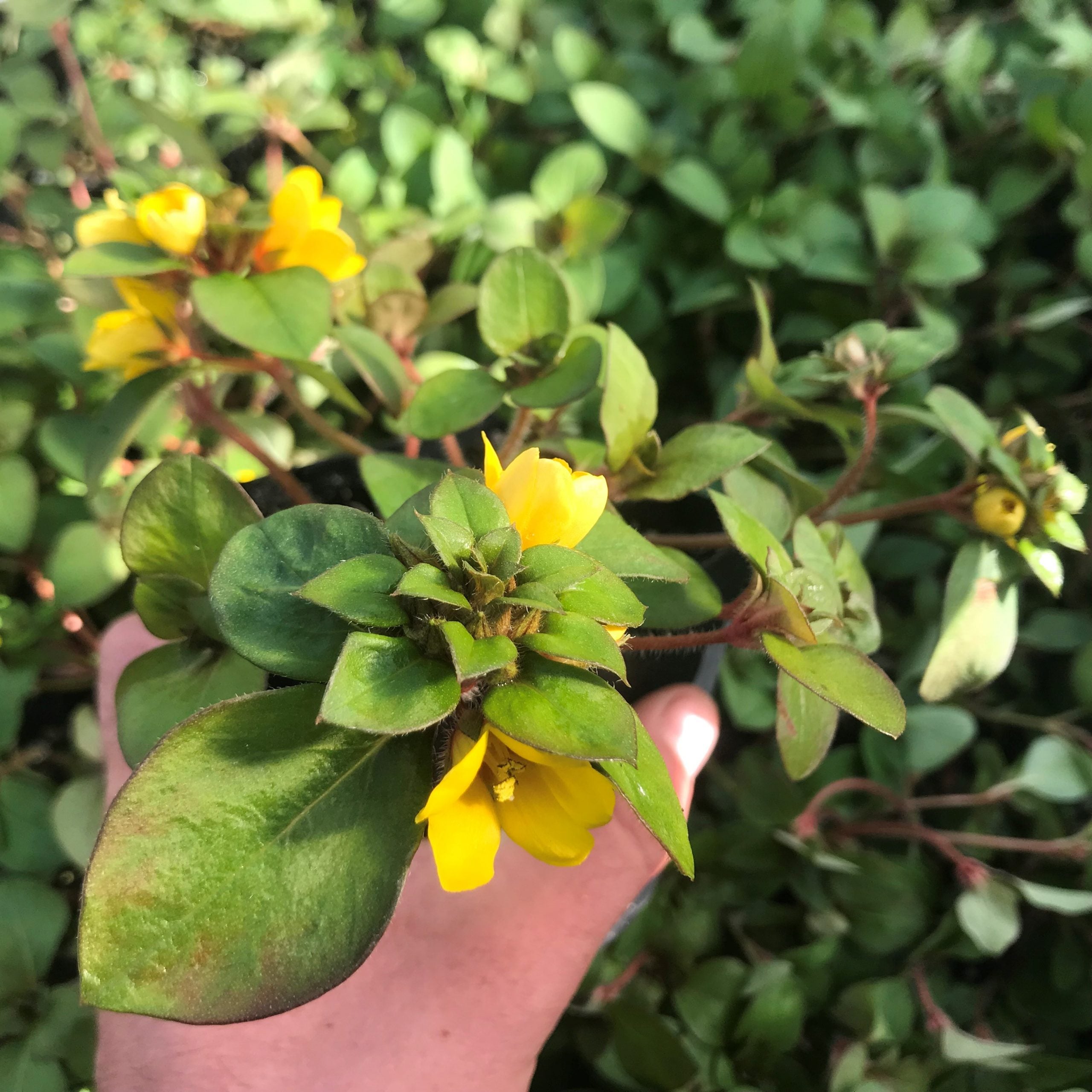Lysimachia procumbens 'Golden Globes' - Creeping Jenny (3.5" Pot) - Image 2
