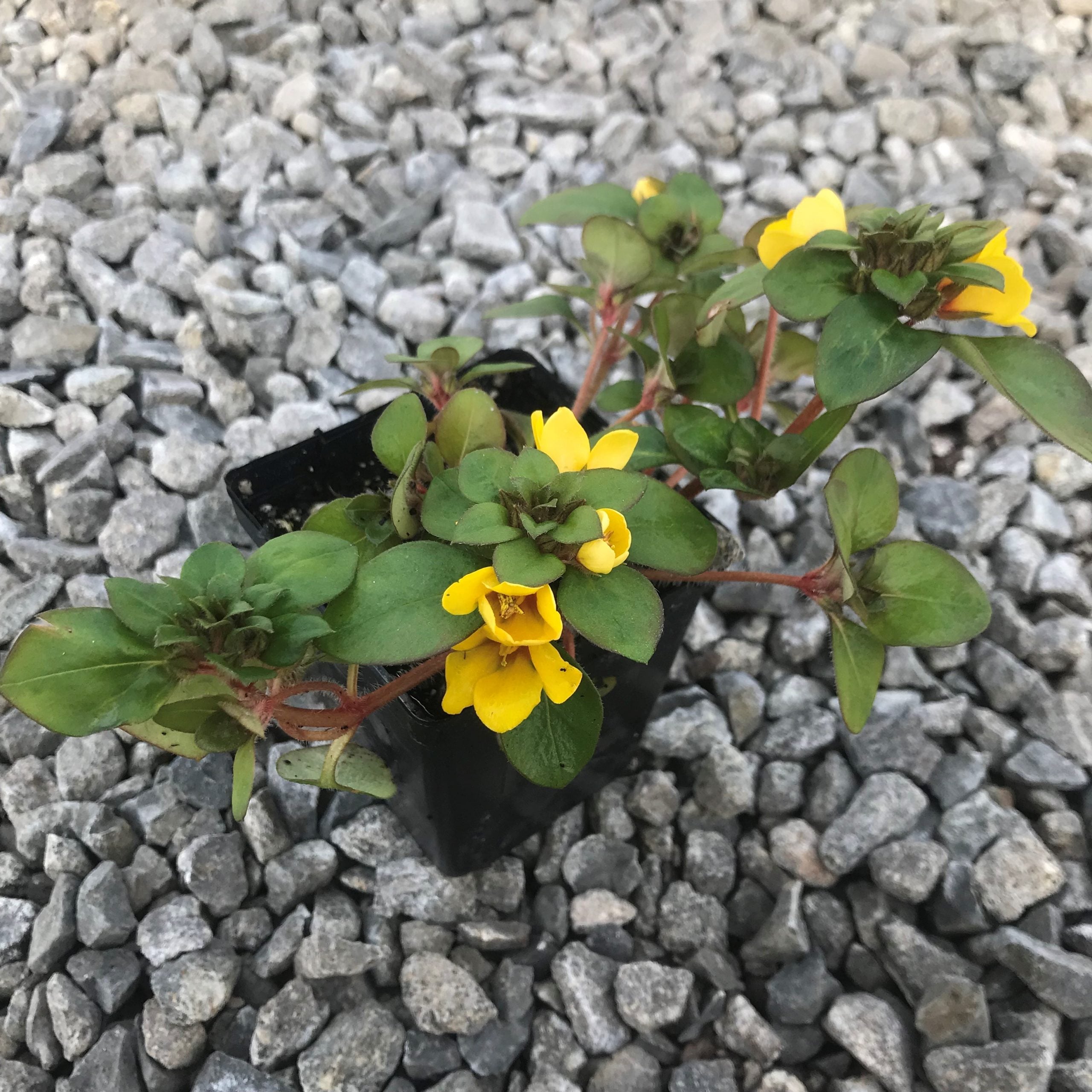 Lysimachia procumbens 'Golden Globes' - Creeping Jenny (3.5" Pot) - Image 5