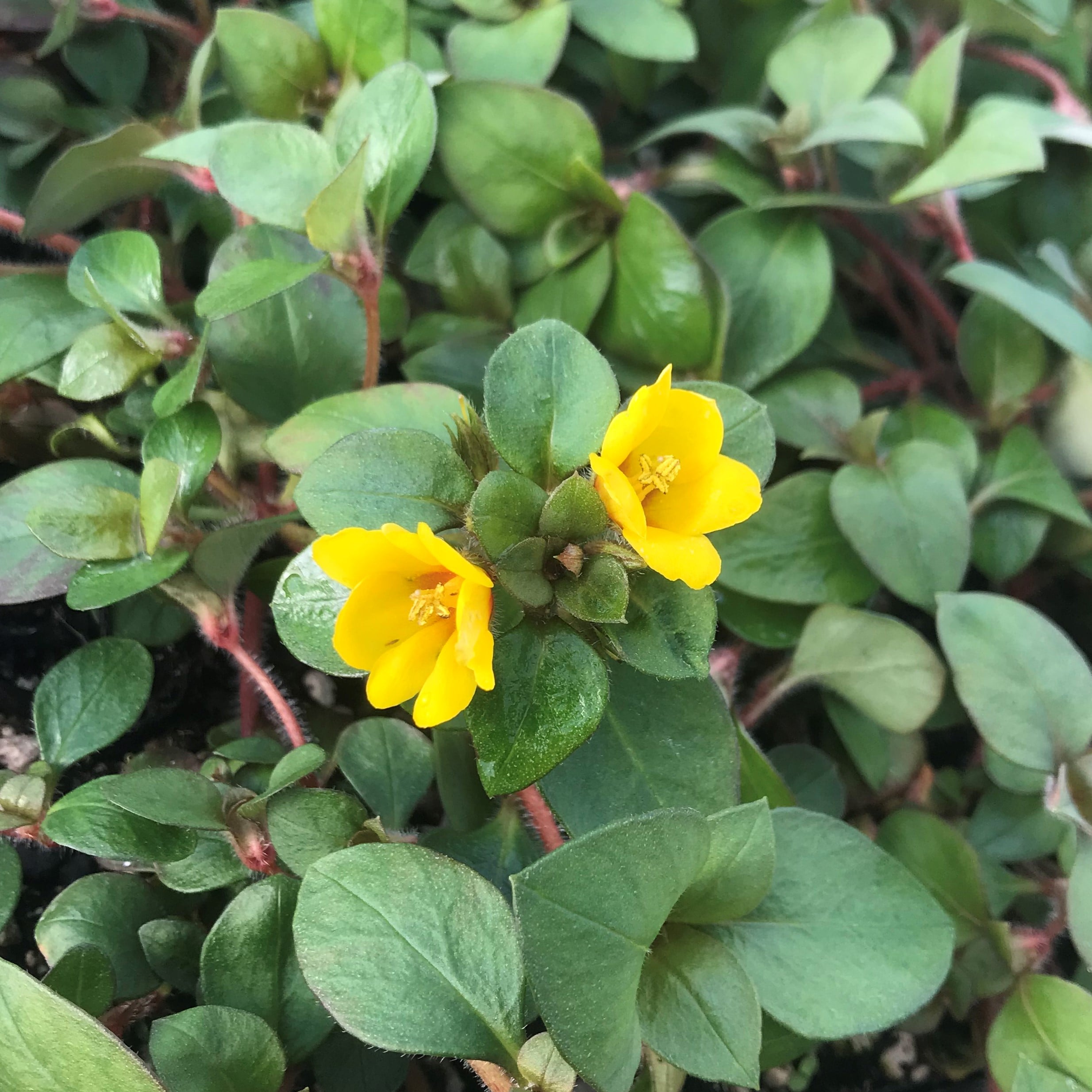 Lysimachia procumbens 'Golden Globes' - Creeping Jenny (3.5" Pot) - Image 3