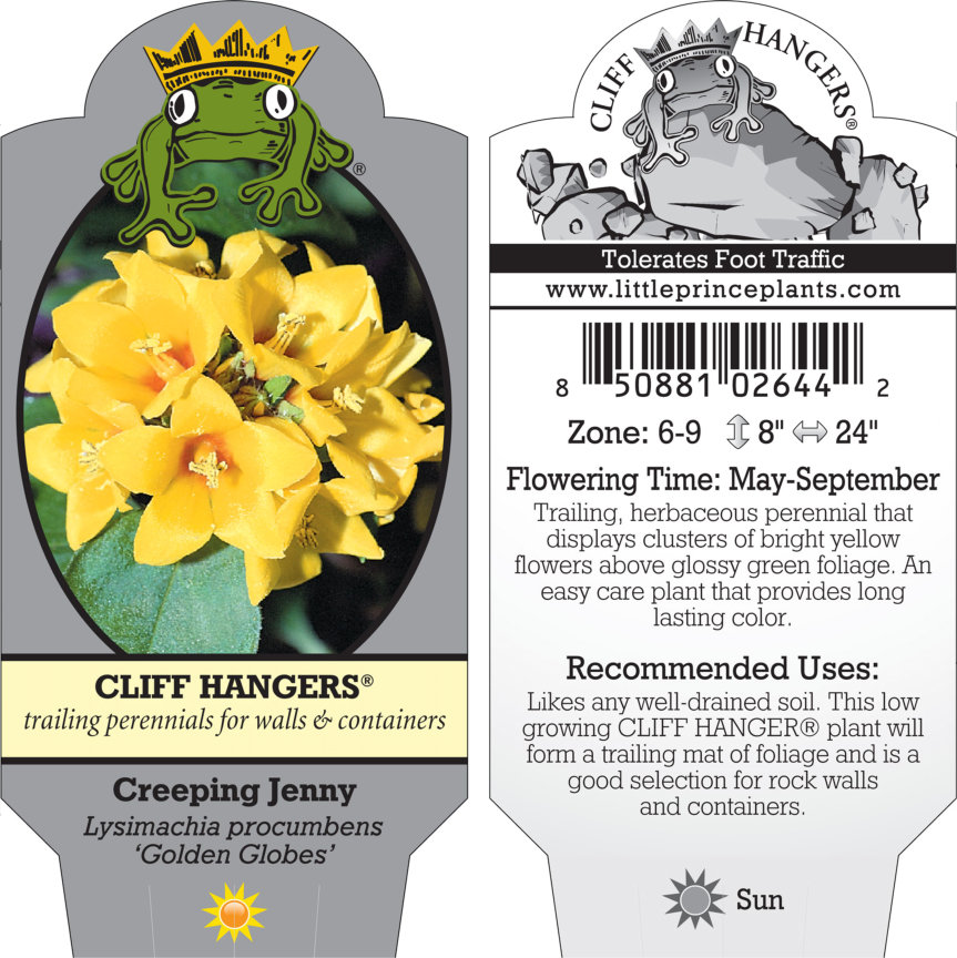 Lysimachia procumbens 'Golden Globes' - Creeping Jenny (3.5" Pot) - Image 7
