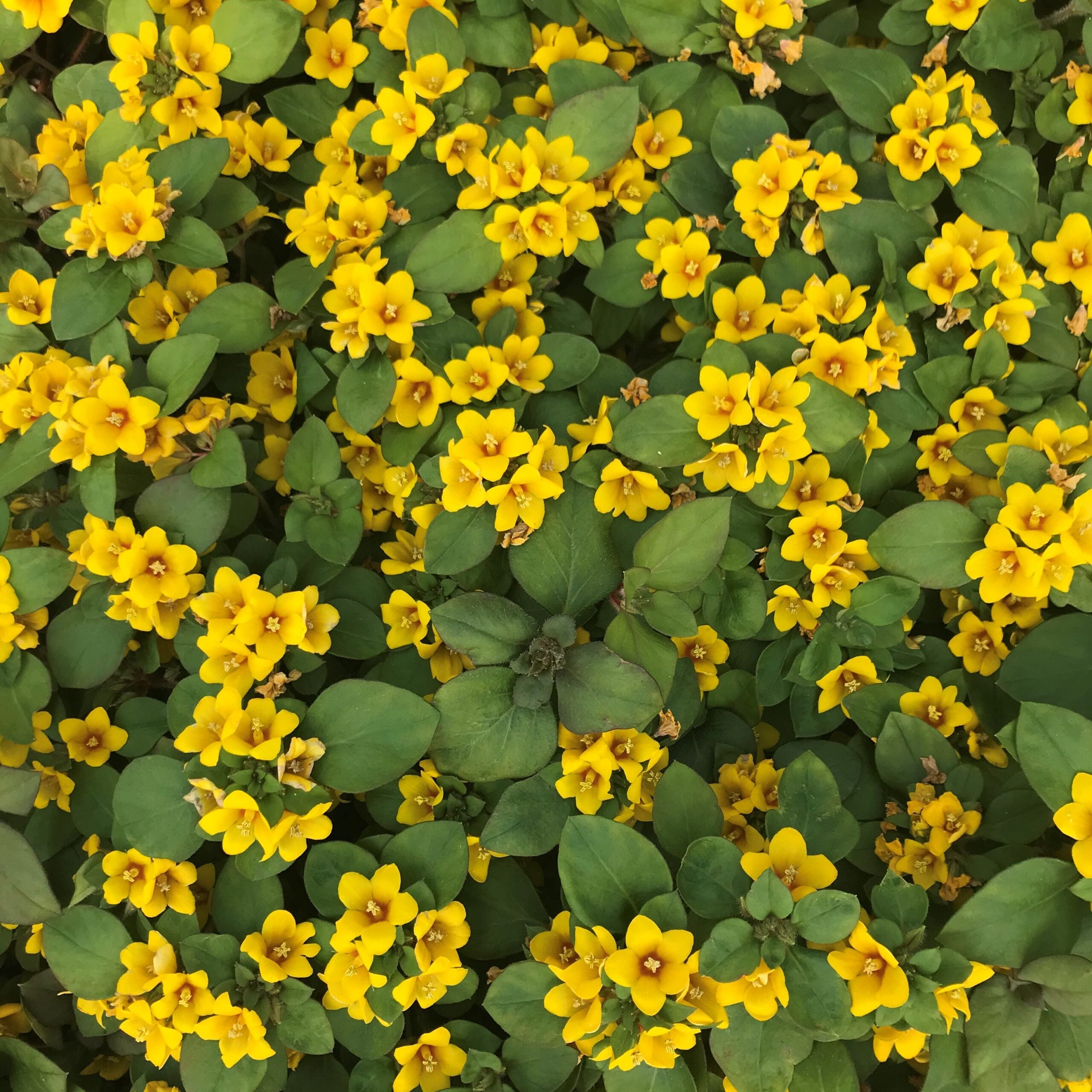 Lysimachia procumbens 'Golden Globes' - Creeping Jenny (3.5" Pot) - Image 4