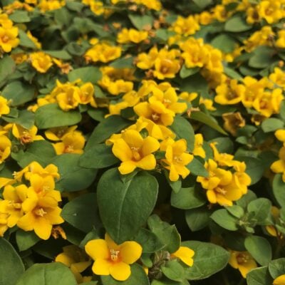 Lysimachia procumbens 'Golden Globes' - Creeping Jenny (3.5" Pot)