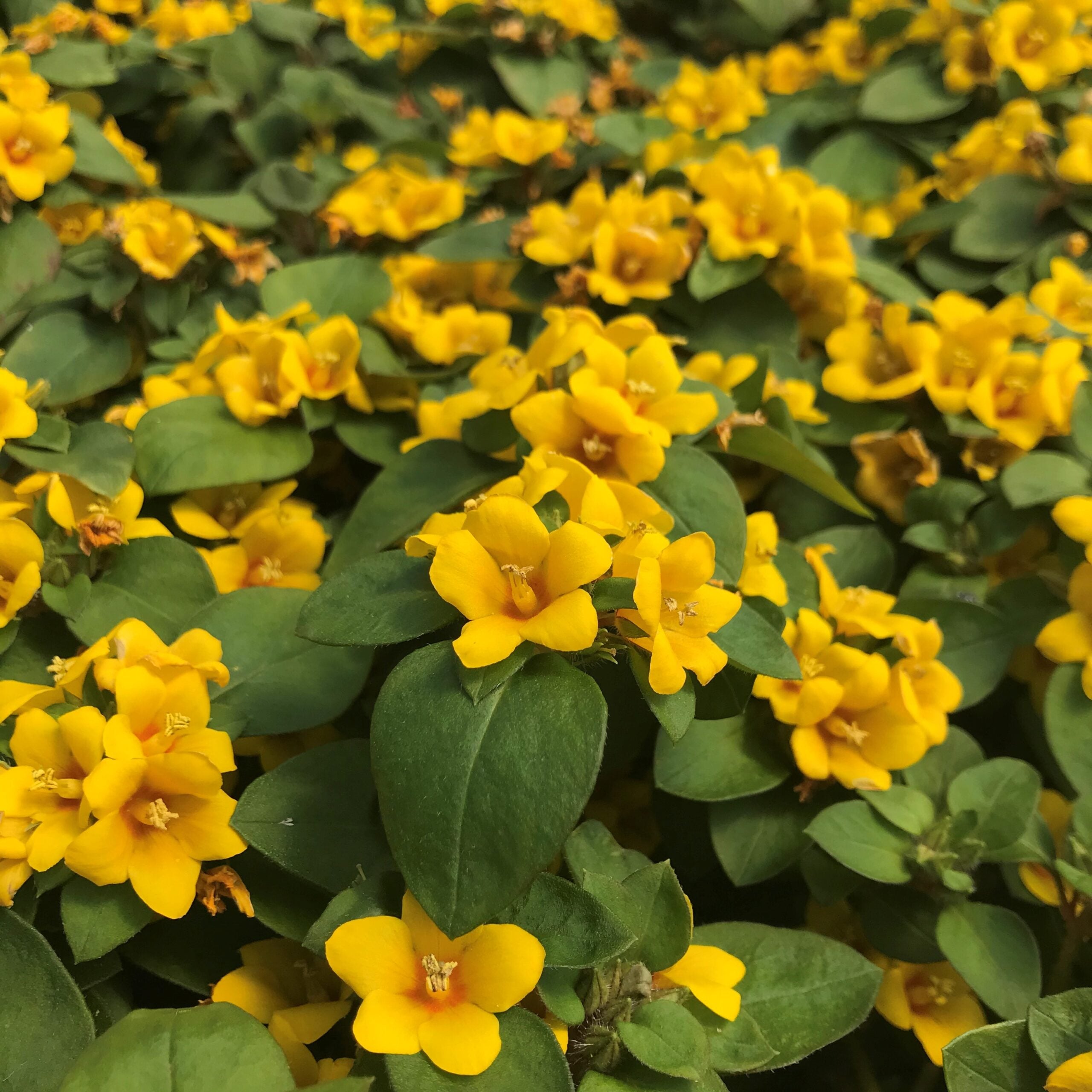 Lysimachia procumbens 'Golden Globes' - Creeping Jenny (3.5" Pot) | Little  Prince of Oregon Nursery