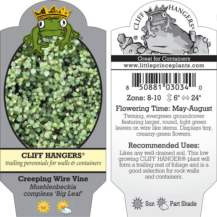 Muehlenbeckia complexa 'Big Leaf' - Creeping Wire Vine (3.5" Pot) - Image 3