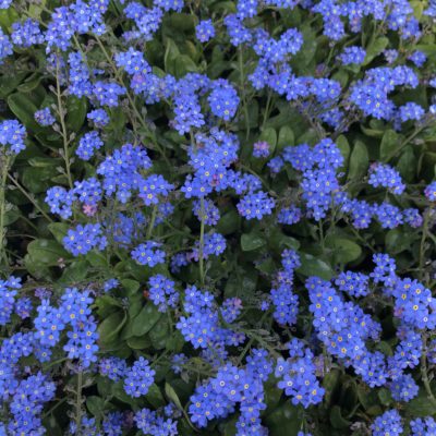 Myosotis sylvatica 'Bluesylva' - Forget-Me-Not (4" Pot)