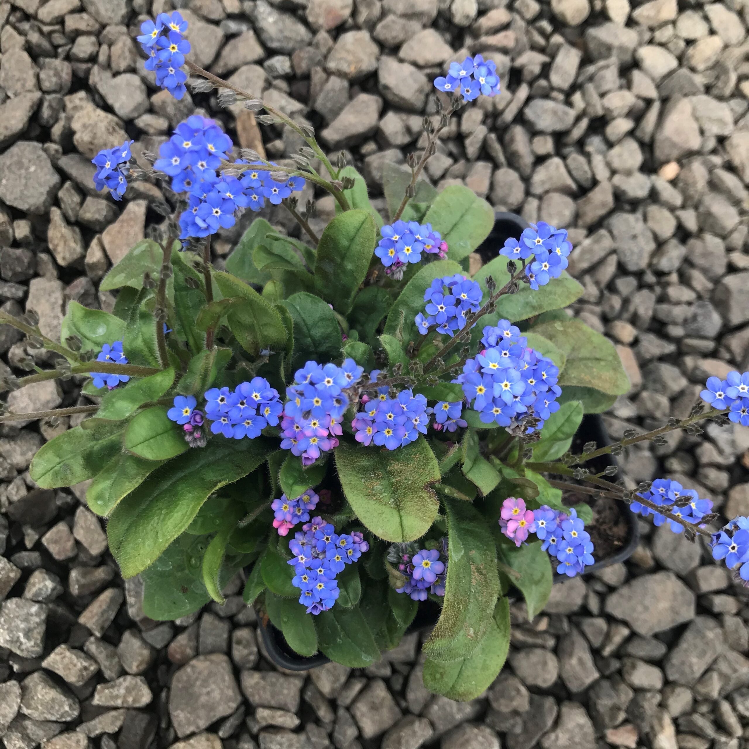 Myosotis sylvatica 'Bluesylva' - Forget-Me-Not (4" Pot) - Image 6